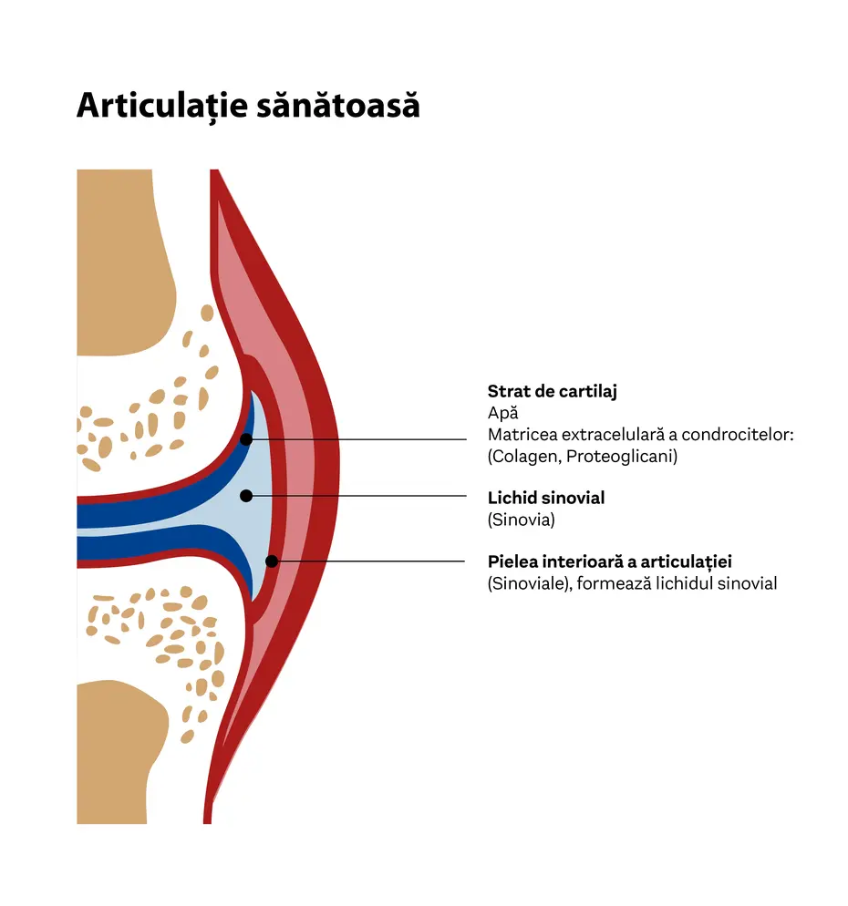 Ilustrația prezintă o articulație sănătoasă, evidențiind straturile de cartilaj, lichidul sinovial și structurile interne ale articulației. Detaliile includ componentele principale precum apa, colagenul și proteoglicanii, care contribuie la funcționarea optimă a articulației.