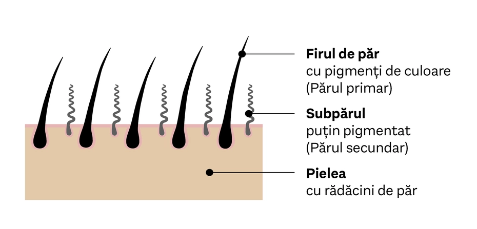 Imaginea ilustrează structura firului de păr, evidențiind firul de păr principal cu pigmenți de culoare și subpărul cu pigmentare redusă. De asemenea, arată pielea cu rădăcinile de păr. Aceste elemente ajută la înțelegerea compoziției părului și a structurii acestuia.